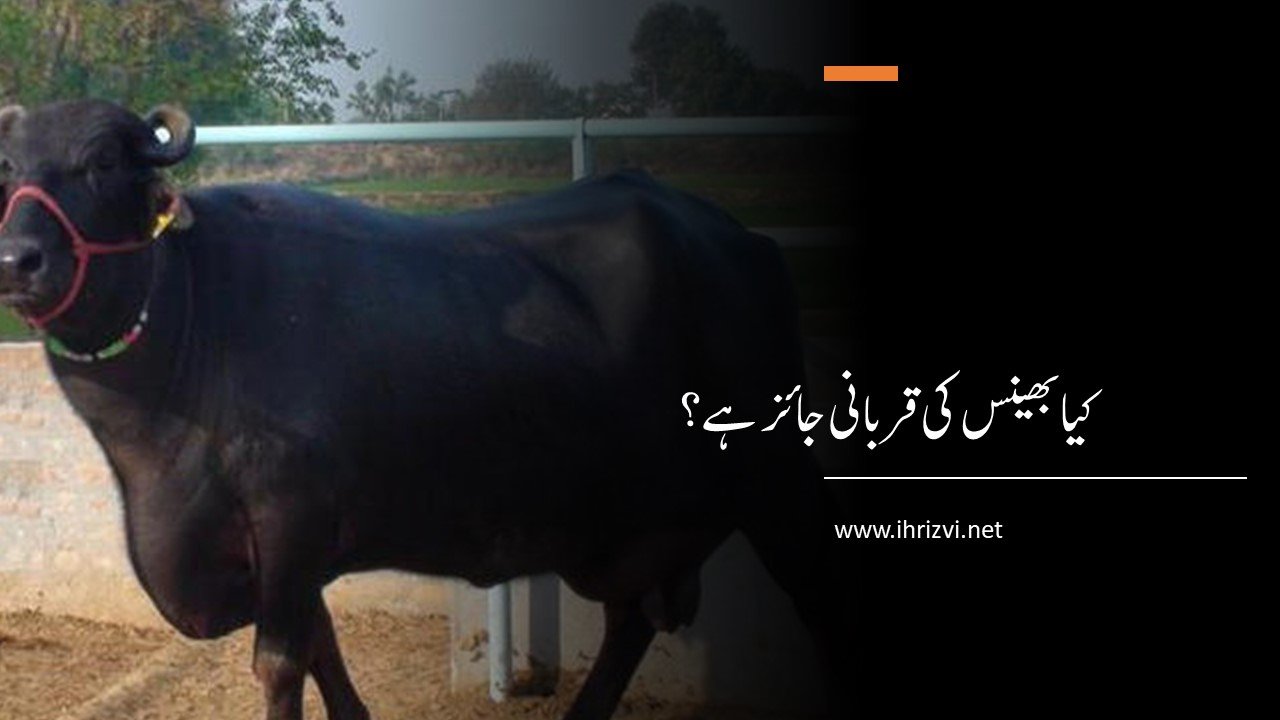 بھینس کی قربانی