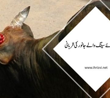 ٹوٹے ہوئے سینگ والے جانور کی قربانی