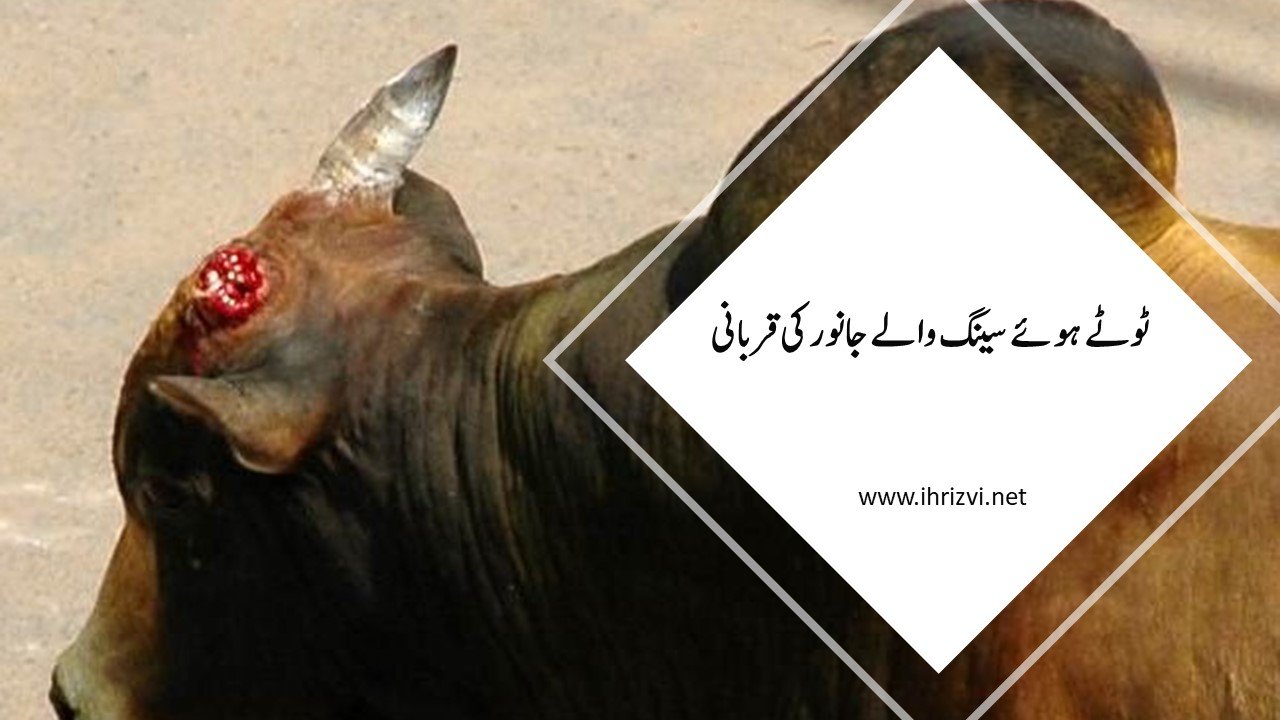 ٹوٹے ہوئے سینگ والے جانور کی قربانی